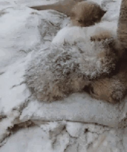 流浪狗妈妈带宝宝睡在雪地,它看见路人后的一个举动,让网友看哭