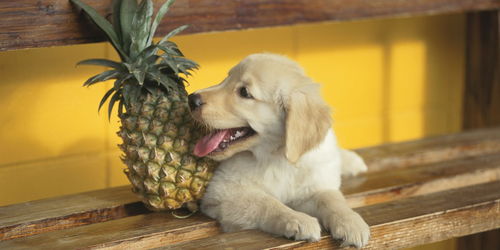 狗狗能吃菠萝吗 喂狗吃菠萝要注意什么