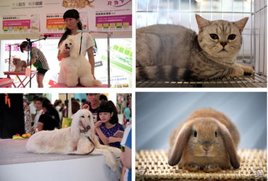 第十七届亚洲宠物展览会 主人与宠宝年度亲子嘉年华在线订票 世博展览馆 