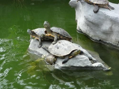 从风水来讲庭院鱼池可以养乌龟吗 