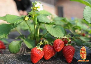 做梦梦见种草莓是什么意思 周公解梦 