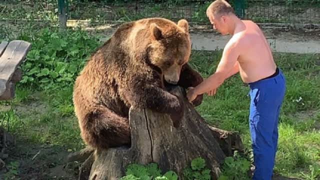 为什么俄罗斯人不建议养熊 