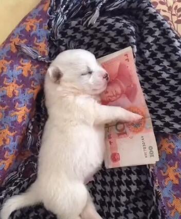 小伙养了一只宠物狗,一天狗狗抱着一张钱睡觉,结果让人哭笑不得
