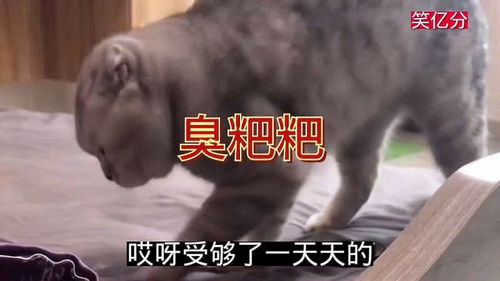 猫 主人把粑粑放床上啥意思 