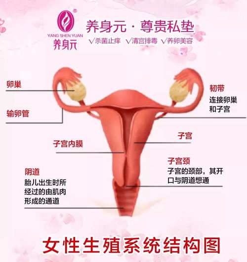 高清放大图：女性内外生殖器构造