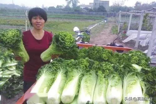 行情未来难测,蔬菜生意难做,是因为当前环境和以往大不相同了