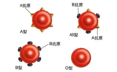 什么血型的人身体最好