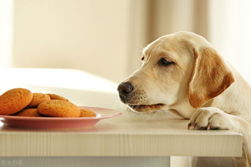 宠物托运知识 10类狗狗能吃的人类食物清单