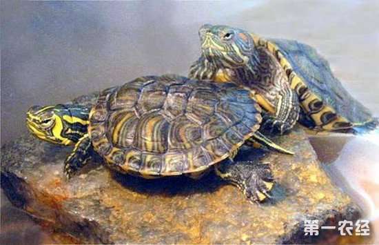 巴西龟吃什么长得快 巴西龟能长到多大