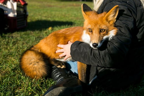 赤狐可以当宠物养吗 价格多少钱一只 