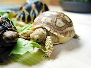 乌龟吃什么东西,乌龟吃什么东西才能活得更久