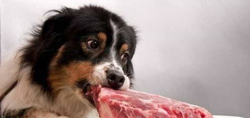 狗狗适合吃生食吗 喂食方法有什么好处和坏处