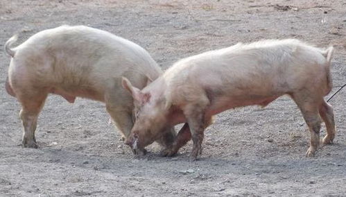 为什么会出现许多猪咬一头猪 它做错了什么