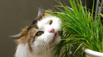 普通麦子能当猫草种吗 猫咪吃的猫草是麦子吗