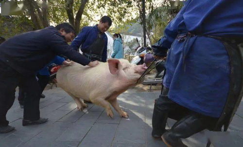 猪肉价格暴涨,谁赚了