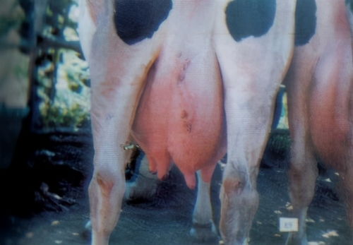 挤奶前为什么要擦洗和按摩牛的乳房(为什么要用挤奶器)