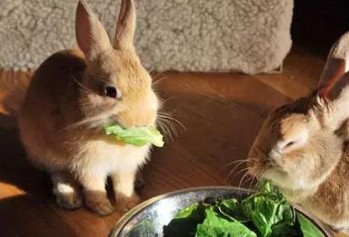 小兔子可以吃菜叶子么 