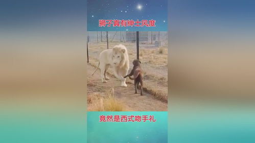 狮子真有绅士风度,竟然是西式吻手礼