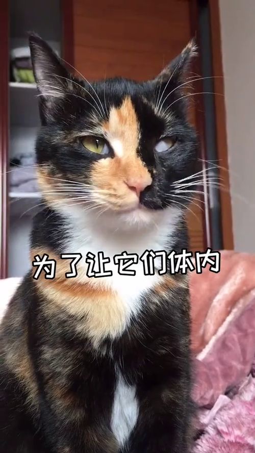 猫 你知道猫咪不爱喝水容易引起哪些疾病吗 