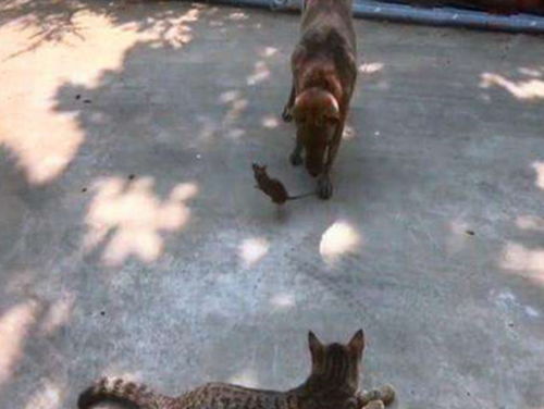 狗狗在院子里抓老鼠,猫咪看见后跑来,狗狗一个动作让猫失望