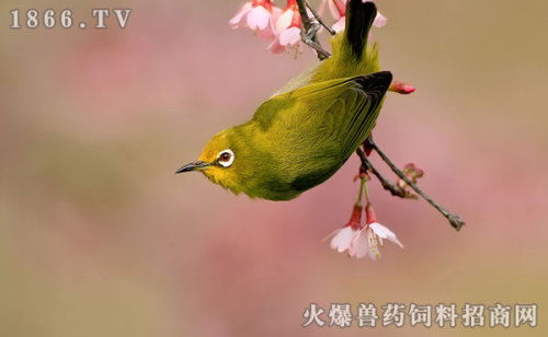 绣眼鸟怕冷吗,绣眼鸟感冒怎么办