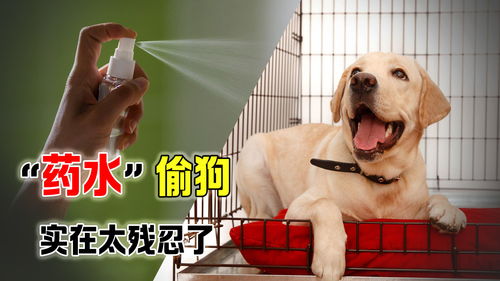 广东江门偷狗贼有多猖狂 30秒就能毒死一条狗,狗肉真的好吃吗 