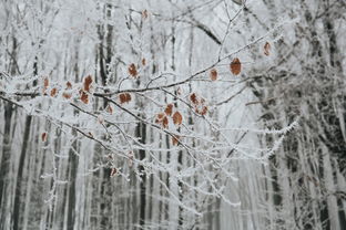 钟陵何以为雪——探寻古老城市的雪景之美，钟陵是什么意思