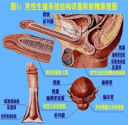 射精