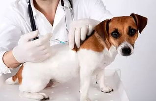 12月29日前 泸州这5个地方可免费为宠物注射狂犬疫苗 