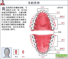 梦见上排牙齿的门牙松了 拨了,只留下虎牙是什么意思 