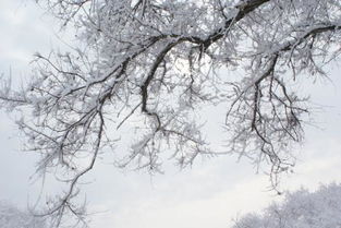 阳春白雪有几个释义 