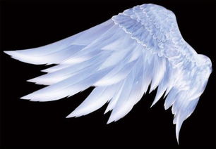 寻左边是天使的翅膀右边是恶魔的翅膀的 只有翅膀 的图,或者左边是天使右边是恶魔的图 要对称,别太Q