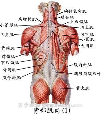 谁能给我张背部肌肉的图片详细点的 