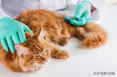 猫为何要接种疫苗 猫每年都要接种疫苗 全面科普铲屎官请收好