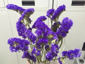 请问这种一簇簇的蓝色的花叫什么名字？