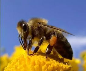 科普小知识 蜂蜜是如何形成的