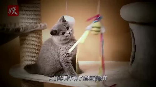 女子买了只蓝猫咪,养了一个月突然发现不对劲 我能退货吗 