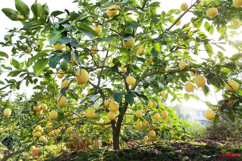 双城 圈 住100万亩产业集群 安岳柠檬卖到欧盟市场