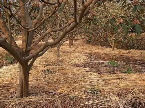 果品成熟在即,一定要防住裂果影响品质