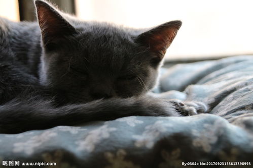 英国短毛猫蓝猫图片 