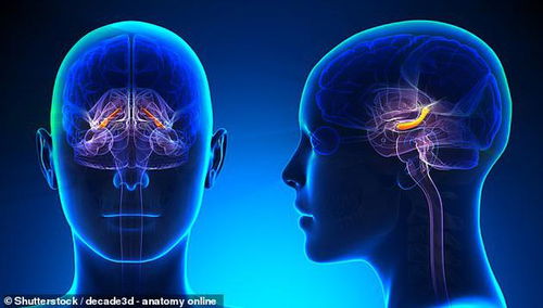 人类记忆的形成和唤起可能因为一种脑电波振荡