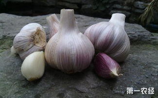 紫皮大蒜优质丰产栽培管理技术,紫白皮大蒜是什么品种