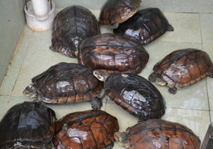 最古老的品种石龟多少钱一斤 2018石龟市场收购价格是多少 养殖池建造方法有哪些 附养殖技术