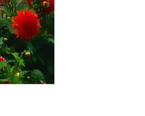 请问下面两张图片分别是什么花 叫什么名字 重庆地区适合种植吗 
