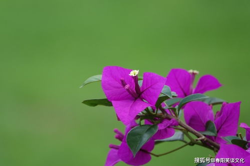 近段时间内,缘分桃花彻底盛开,收获美好姻缘的4大生肖