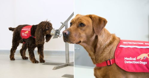 英国专家认为狗或能嗅出新冠病毒 但急需样本做实验