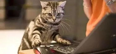 笑话 猫怎么也没想到,本来是来征服地球的,现在成了互联网社交工具了 爆笑笑话大王 昨天