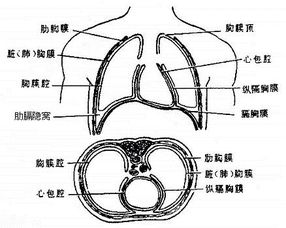 助理医师技能考试胸腔穿刺