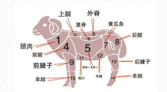 牛身体的各个部位名称 图片搜索