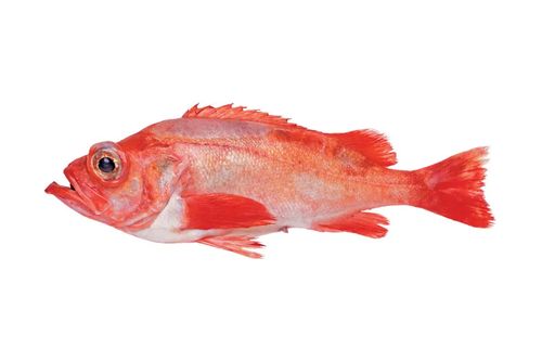 盘点国内市面常见进口鱼类 红鱼 白鱼你最喜欢吃哪个